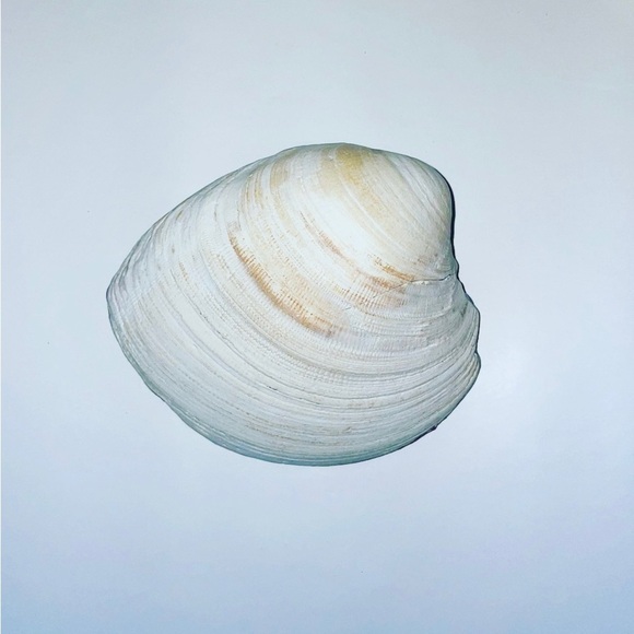 Handmade Oyster/Clam Shell - Picture 2 of 2